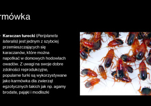 Rafał Ślęzak, Świat pająków
