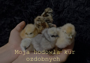 Maciej Niźnikowski, Moja hodowla kur ozdobnych
