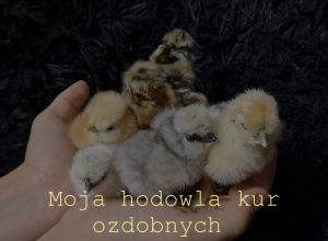 Maciej Niźnikowski, Moja hodowla kur ozdobnych