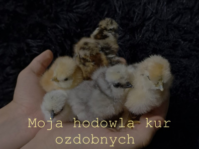 Maciej Niźnikowski, Moja hodowla kur ozdobnych