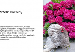 Maciej Niźnikowski, Moja hodowla kur ozdobnych