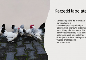 Maciej Niźnikowski, Moja hodowla kur ozdobnych