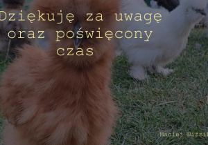 Maciej Niźnikowski, Moja hodowla kur ozdobnych