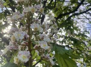 Maj 2026, kwitnący kasztan